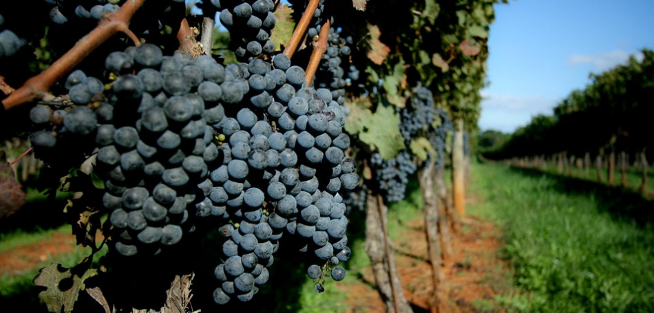 BH63-32-6639.圖1.grapes-vine-wine-vineyard-virginia-farm-field-950x455