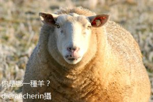BH69-06-7690-圖2-你是哪一種羊-IMG_6670_c.By dieraecherinr