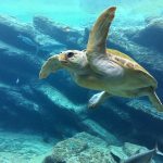 一只“海龟”的回国三年（利河伯静）2021.02.24